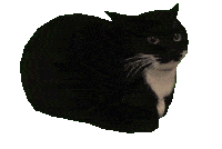 black cat known ass Maxwell rotating